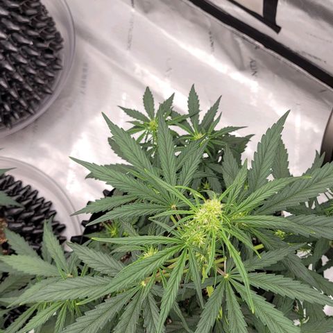 Purple lemonade & pineapple express autos from 420 fastbuds  growlog timeline photo