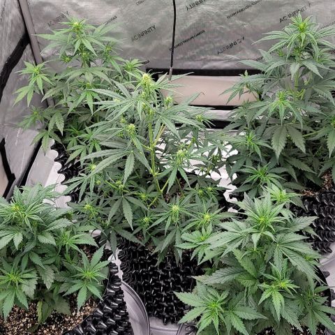 Purple lemonade & pineapple express autos from 420 fastbuds  growlog timeline photo