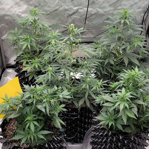 Purple lemonade & pineapple express autos from 420 fastbuds  growlog timeline photo