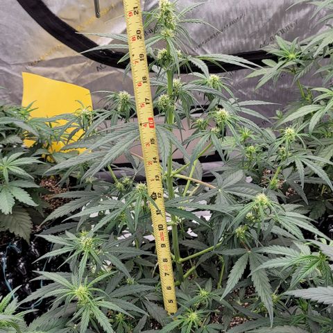 Purple lemonade & pineapple express autos from 420 fastbuds  growlog timeline photo