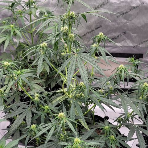 Purple lemonade & pineapple express autos from 420 fastbuds  growlog timeline photo