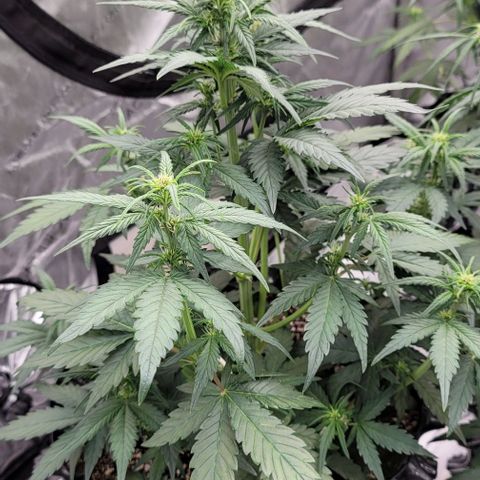 Purple lemonade & pineapple express autos from 420 fastbuds  growlog timeline photo