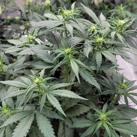 Purple lemonade & pineapple express autos from 420 fastbuds  growlog timeline photo