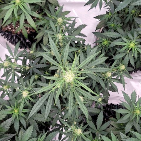 Purple lemonade & pineapple express autos from 420 fastbuds  growlog timeline photo
