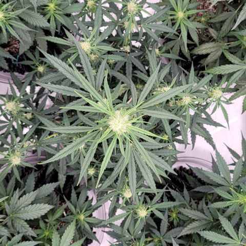 Purple lemonade & pineapple express autos from 420 fastbuds  growlog timeline photo
