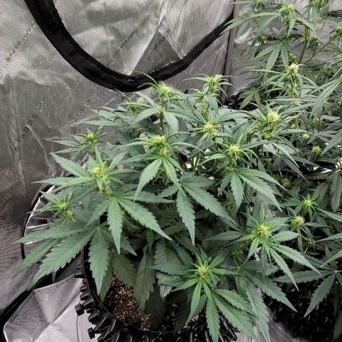 Purple lemonade & pineapple express autos from 420 fastbuds  growlog timeline photo