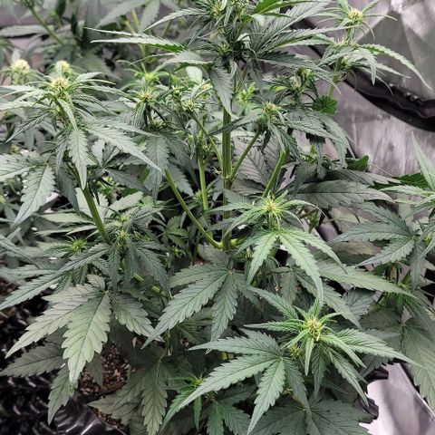 Purple lemonade & pineapple express autos from 420 fastbuds  growlog timeline photo