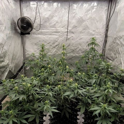 Purple lemonade & pineapple express autos from 420 fastbuds  growlog timeline photo