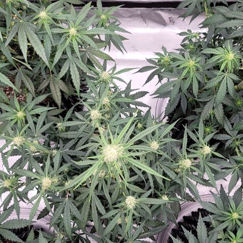Purple lemonade & pineapple express autos from 420 fastbuds  growlog timeline photo