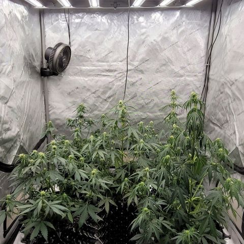 Purple lemonade & pineapple express autos from 420 fastbuds  growlog timeline photo