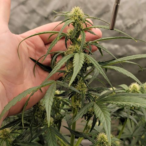 Purple lemonade & pineapple express autos from 420 fastbuds  growlog timeline photo
