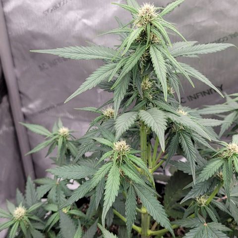 Purple lemonade & pineapple express autos from 420 fastbuds  growlog photo: Purple coming in