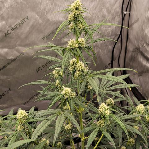 Purple lemonade & pineapple express autos from 420 fastbuds  growlog timeline photo