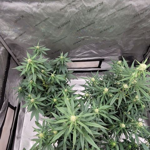 Purple lemonade & pineapple express autos from 420 fastbuds  growlog timeline photo