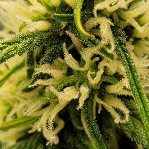 Purple lemonade & pineapple express autos from 420 fastbuds  growlog timeline photo