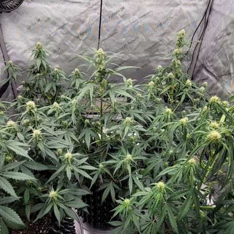 Purple lemonade & pineapple express autos from 420 fastbuds  growlog timeline photo