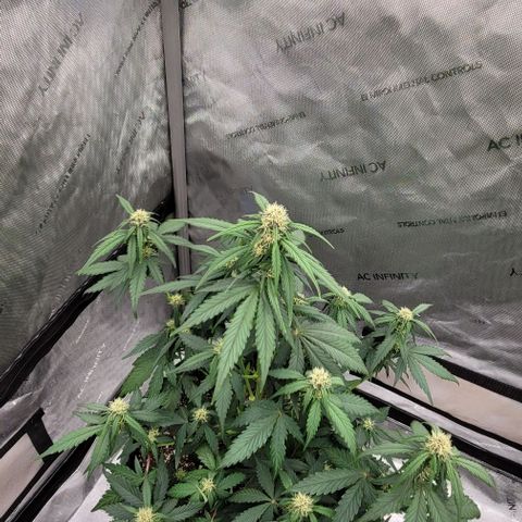 Purple lemonade & pineapple express autos from 420 fastbuds  growlog timeline photo