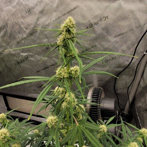 Purple lemonade & pineapple express autos from 420 fastbuds  growlog timeline photo