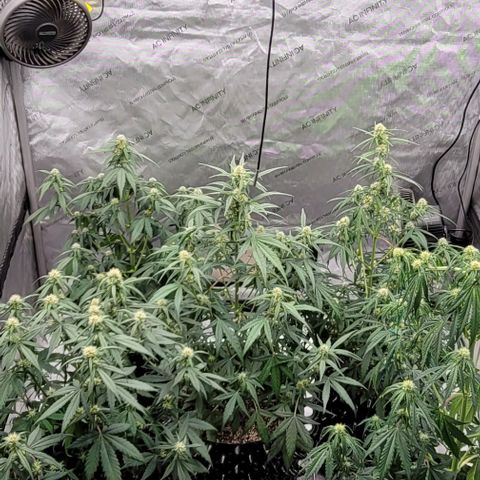 Purple lemonade & pineapple express autos from 420 fastbuds  growlog timeline photo