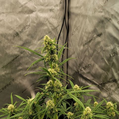 Purple lemonade & pineapple express autos from 420 fastbuds  growlog timeline photo