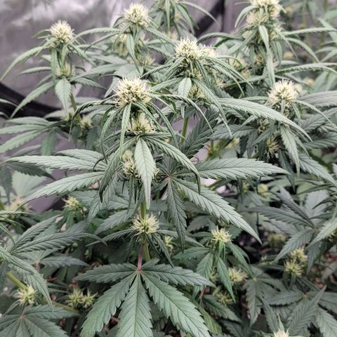 Purple lemonade & pineapple express autos from 420 fastbuds  growlog timeline photo