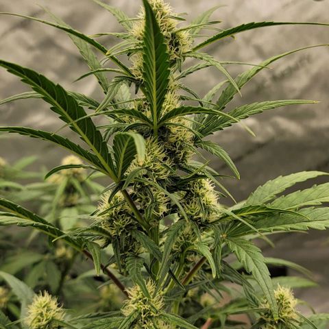 Purple lemonade & pineapple express autos from 420 fastbuds  growlog timeline photo
