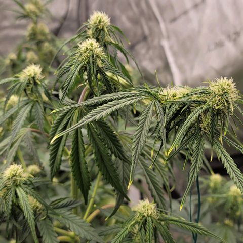 Purple lemonade & pineapple express autos from 420 fastbuds  growlog timeline photo