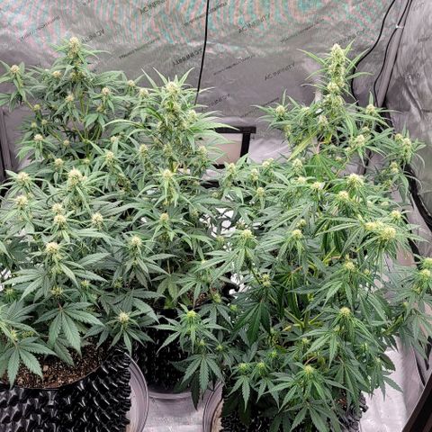 Purple lemonade & pineapple express autos from 420 fastbuds  growlog timeline photo