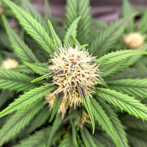 Purple lemonade & pineapple express autos from 420 fastbuds  growlog timeline photo