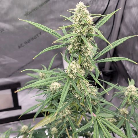 Purple lemonade & pineapple express autos from 420 fastbuds  growlog timeline photo