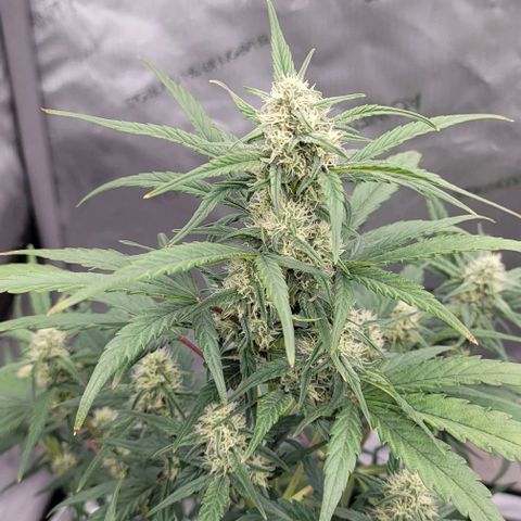 Purple lemonade & pineapple express autos from 420 fastbuds  growlog timeline photo