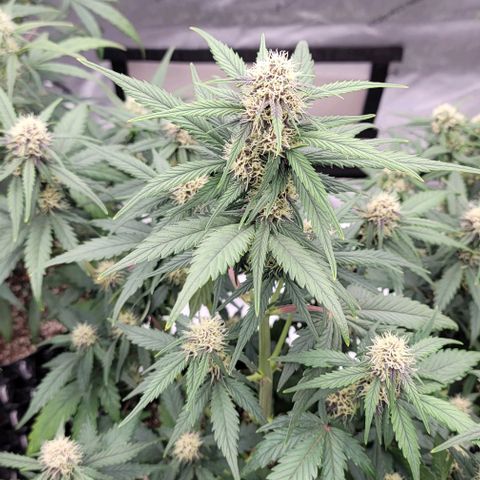 Purple lemonade & pineapple express autos from 420 fastbuds  growlog timeline photo