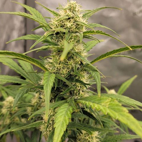 Purple lemonade & pineapple express autos from 420 fastbuds  growlog timeline photo