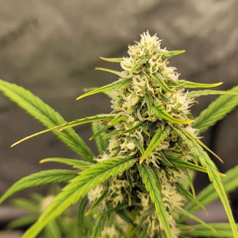 Purple lemonade & pineapple express autos from 420 fastbuds  growlog timeline photo