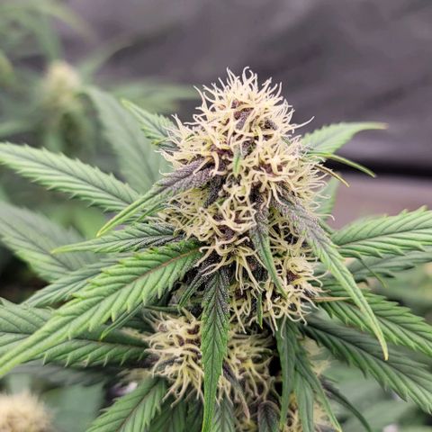 Purple lemonade & pineapple express autos from 420 fastbuds  growlog timeline photo