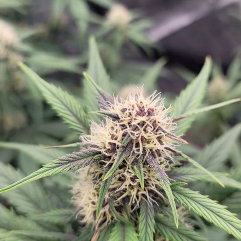 Purple lemonade & pineapple express autos from 420 fastbuds  growlog timeline photo