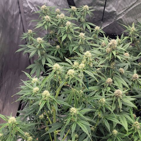 Purple lemonade & pineapple express autos from 420 fastbuds  growlog timeline photo