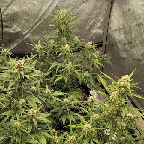 Purple lemonade & pineapple express autos from 420 fastbuds  growlog timeline photo