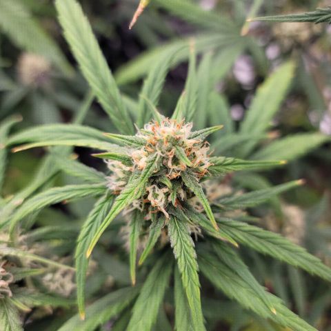 Purple lemonade & pineapple express autos from 420 fastbuds  growlog timeline photo