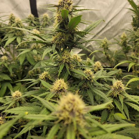 Purple lemonade & pineapple express autos from 420 fastbuds  growlog timeline photo