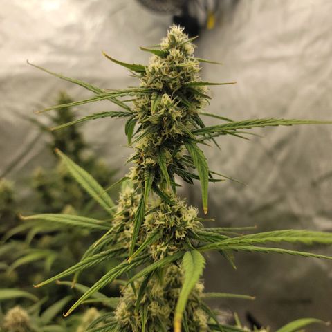 Purple lemonade & pineapple express autos from 420 fastbuds  growlog timeline photo