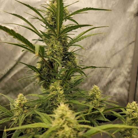 Purple lemonade & pineapple express autos from 420 fastbuds  growlog timeline photo