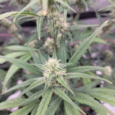 Purple lemonade & pineapple express autos from 420 fastbuds  growlog timeline photo