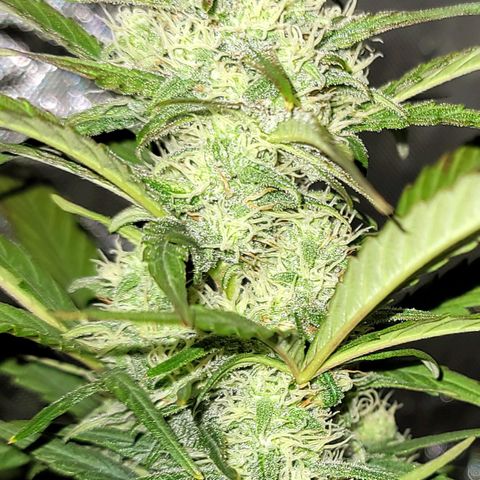Purple lemonade & pineapple express autos from 420 fastbuds  growlog timeline photo