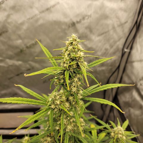 Purple lemonade & pineapple express autos from 420 fastbuds  growlog timeline photo
