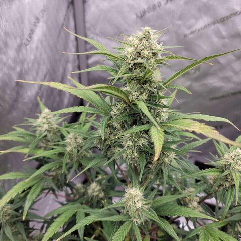 Purple lemonade & pineapple express autos from 420 fastbuds  growlog timeline photo
