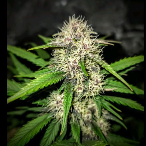 Purple lemonade & pineapple express autos from 420 fastbuds  growlog timeline photo