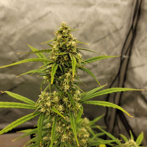 Purple lemonade & pineapple express autos from 420 fastbuds  growlog timeline photo