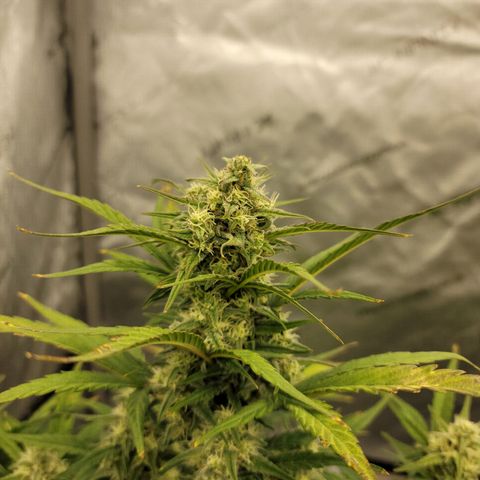 Purple lemonade & pineapple express autos from 420 fastbuds  growlog timeline photo