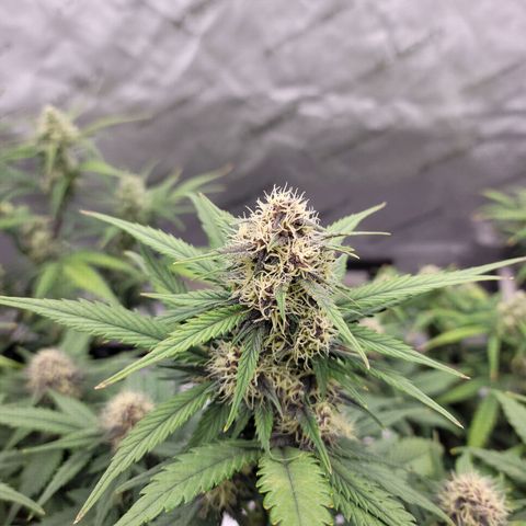 Purple lemonade & pineapple express autos from 420 fastbuds  growlog timeline photo